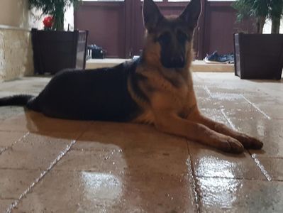 Mascul Aron  8 luni