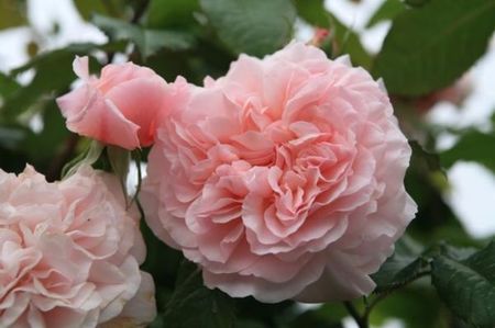 Rose de Tolbiac-ziana