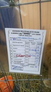 Mascul