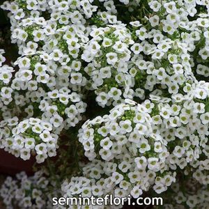 Seminte flori Ciucusoara; Seminte flori Ciucusoara - Alyssum Carpet of Snow
Pret/ plic: 9,6 lei - circa 900 seminte
Longevitate: floare anuala
