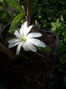 Magnolia stellata rosea