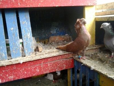 2017-10-08 13.04.33; Asa vreau sa arate jdb in curand!!!!
