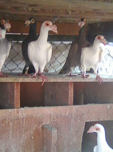 Photo0941