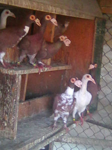 Photo0943