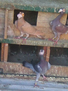 Photo0945