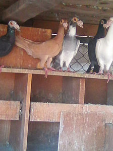 Photo0946
