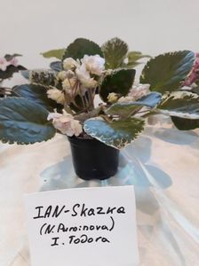 Frunză nu plantă!!; Expoziția de violete si hoya 10_12 noiembrie 2017
