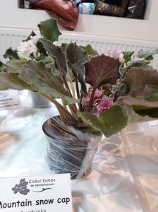 Frunză nu plantă!!; Expoziția de violete afticane si hoya 10_12 noiembrie București
