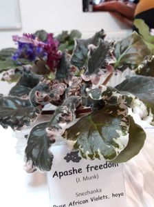 Frunză nu plantă  !!; Expoziția de violete afticane si hoya 10  12 noiembrie  2017 grădina botanică din  bucurești
