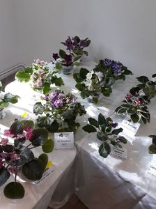 ; Expoziția de violete afticane si hoya noembrie 2017
