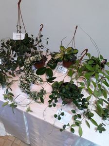 ; Hoya la expoziția din noiembrie București 2017

