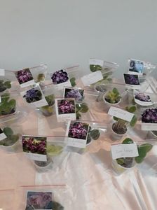 ; Puiuti  de violete afticane expoziția din2017Bucuresti
