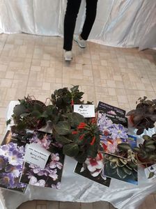 ; Alte  gesneriacce la expoziția din noiembrie București 2017
