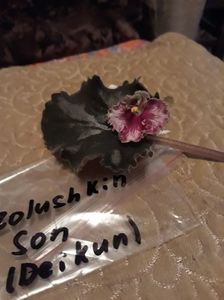 Frunză cumpărată; Expoziția de violete afticane si hoya noembrie 2017
