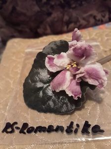 Frunză cumpărată; Expoziția de violete afticane si hoya noembrie 2017
