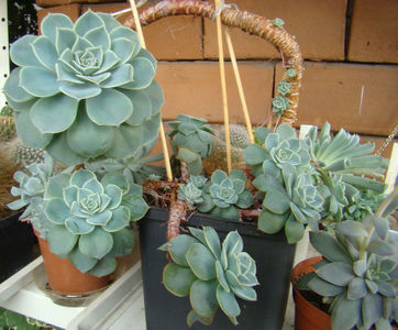 Echeveria secunda var. glauca