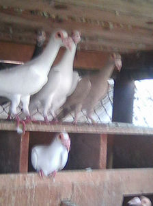 Photo0947