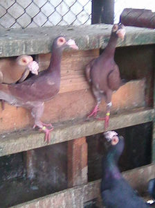 Photo0950