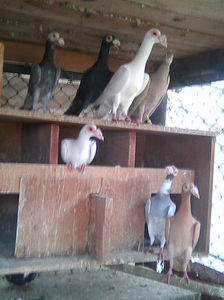 Photo0955