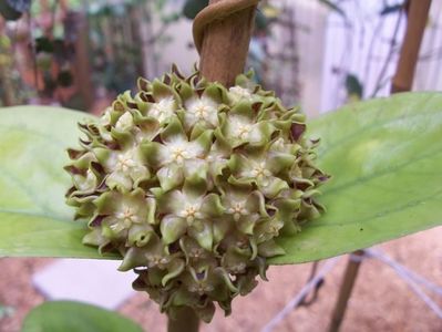 HOYA LAMBII