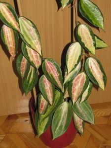 HOYA MACROPHYLLA POT OF GOLD; Hoya Macrophylla variegata revers ,,Pot of Gold,,
