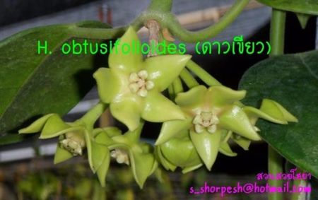 HOYA OBTUSIFOLIOIDES; Apple green
