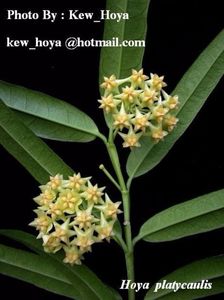 HOYA PLATYCAULIS