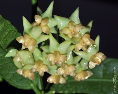 HOYA PLATYCAULIS