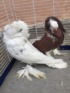 746862C3-B68C-43C0-9833-6B6BF8340F31