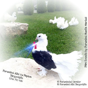 Porumbelul Cavaler - Porumbei Albi Târgoviște; Porumbelul Cavaler - Porumbei Albi Târgoviște

