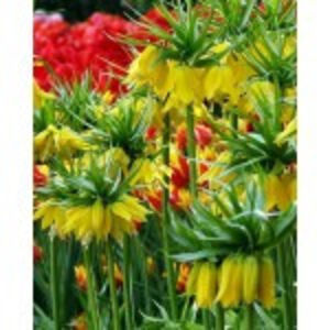 -fritillaria-imperialis-lutea3-150x150