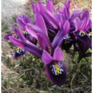 bulbi-iris-pauline-150x150