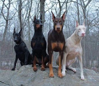 O frumoasa varietate de culoare la doberman