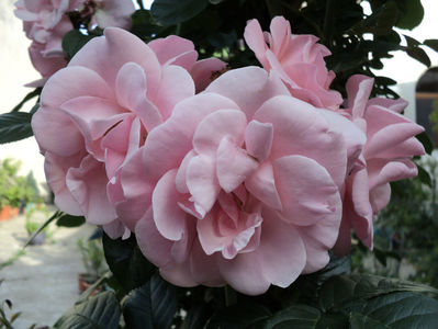 poze 2014 463