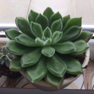 Echeveria setosa; The Mexican fire cracker
