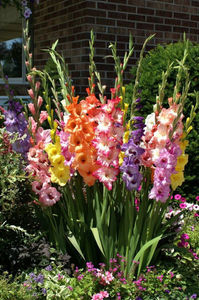 gladiola-1