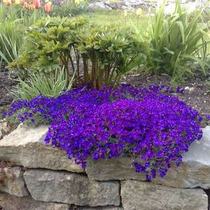 Seminte flori Aubretia; Seminte de Aubretia Spring Falls 

Pret/ plic: 9,4 lei

Seminte/ plic: circa 400
Longevitate: floare perena
