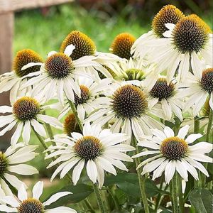 Seminte flori Echinacea Alba; Seminte de Echinacea White Swan Primadonna

Pret/ plic: 11,3 lei

Seminte/ plic: circa 150
Longevitate: floare perena
