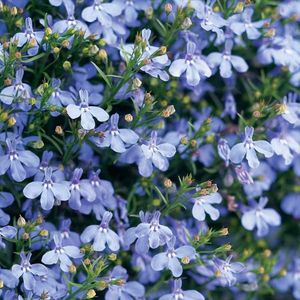 Seminte flori Lobelie Curgatoare Albastra; Seminte de Lobelie Curgatoare Albastra (Lobelia Cambridge 

Blue)

Pret/ plic: 10,1 lei

Seminte/ plic: circa 2500
Longevitate: floare anuala
