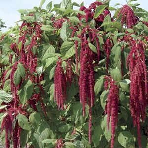 Seminte flori Motul Curcanului; Seminte de Motul Curcanului (Love Lies Bleeding Amaranthus 

Caudatus)

Pret/ plic: 9,4 lei

Seminte/ plic: circa 2200
Longevitate: floare anuala
