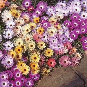 Seminte Floare de Gheata; Seminte de Floare de Gheata (Mesembryanthemum Kings Sunshine 

Mix)

Pret/ plic: circa 325

Seminte/ plic: circa 325
Longevitate: floare anuala
