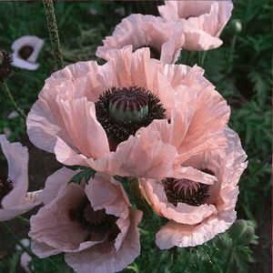 Seminte flori Mac Roz-Coral; Seminte de Mac Roz-Coral (Poppy Papaver Coral Reef)

Pret/ plic: 10,4 lei

Seminte/ plic: circa 100
Longevitate: floare perena
