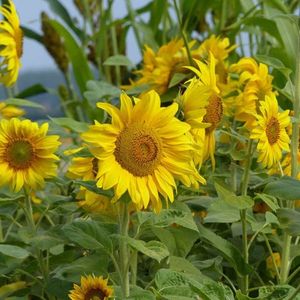 Seminte Floarea Soarelui Gigant; Seminte de Floarea Soarelui Gigant (Sunflower Helianthus 

Giant Single)

Pret/ plic: 9,3 lei

Seminte/ plic: circa 50
Longevitate: floare anuala

