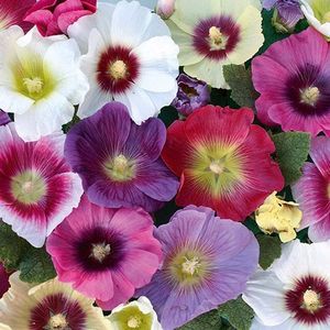 Seminte flori Nalba de Gradina mix; Seminte de Nalba de Gradina (Hollyhock Double Mixed)

Pret/ plic: 10,7 lei

Seminte/ plic: circa 40
Longevitate: floare perena
