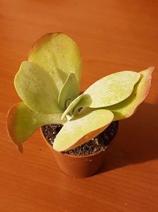 Kalanchoe thyrsiflora
