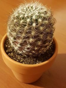 Neoporteria gerocephala