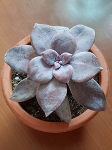 Graptopetalum pentandrum superbum