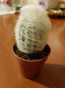 Espostoa lanata