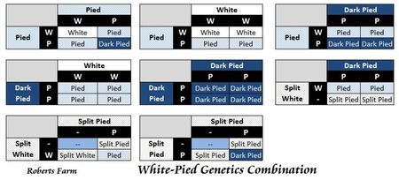 z_genetics_pied