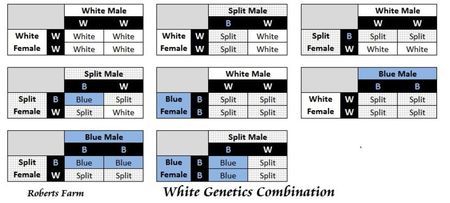 z_genetics_white